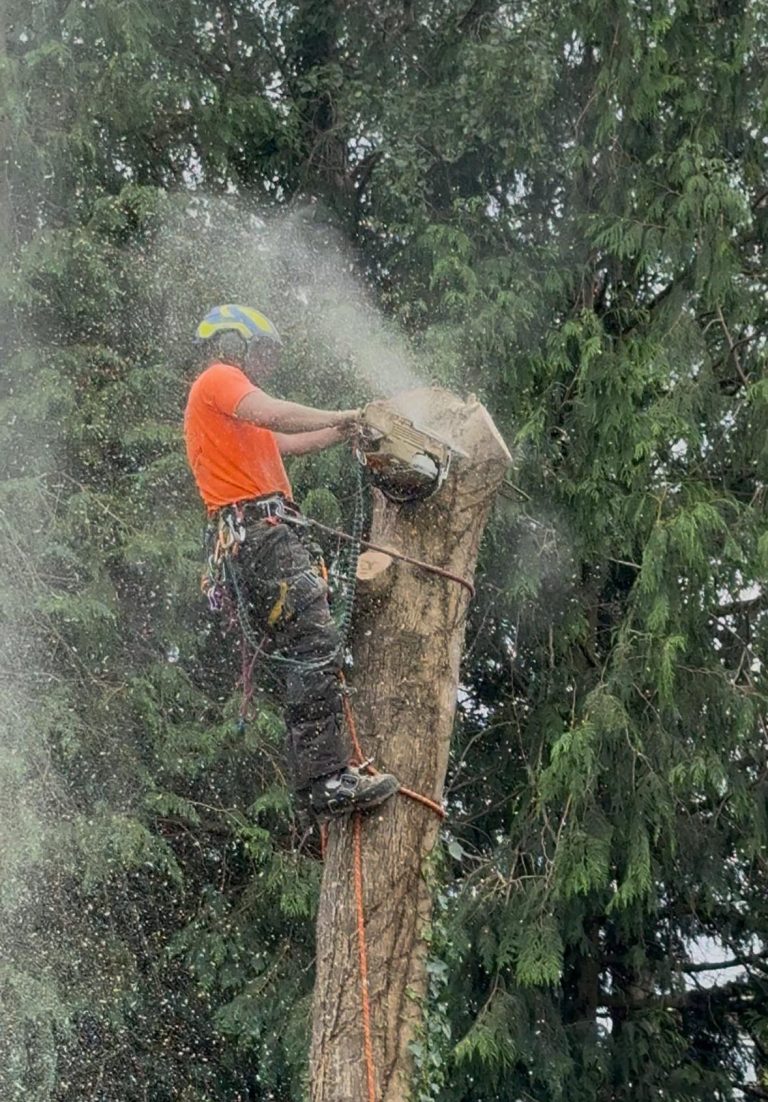 tree surgeon with electric chainsaw kent