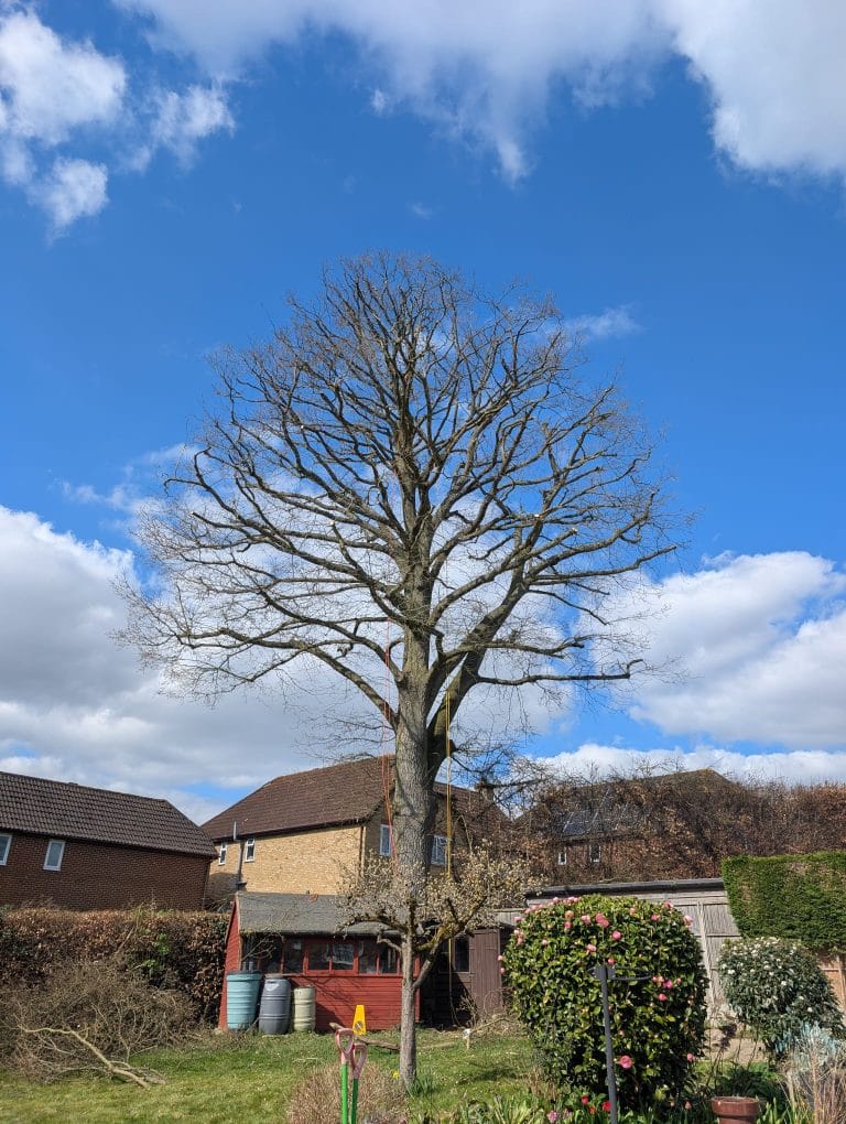 tree reduction in kent. Tree pruning calendar.