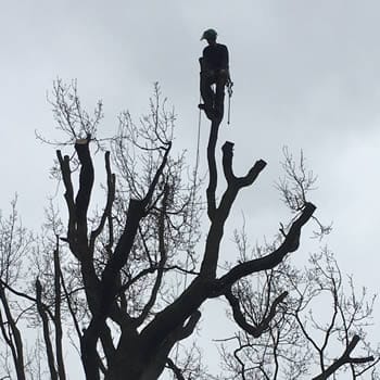 Tree surgeons in kent. Tree Services