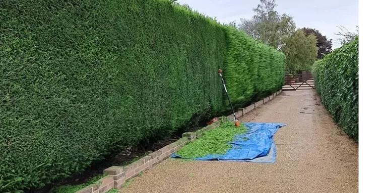 hedge cutting