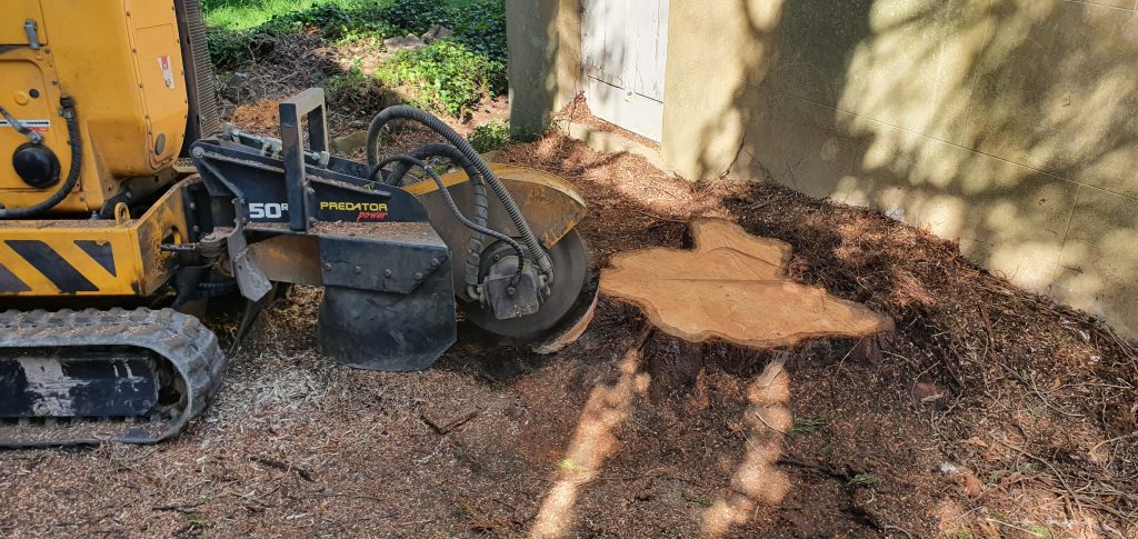 Tree Surgeon in Kent with professional stump grinder
