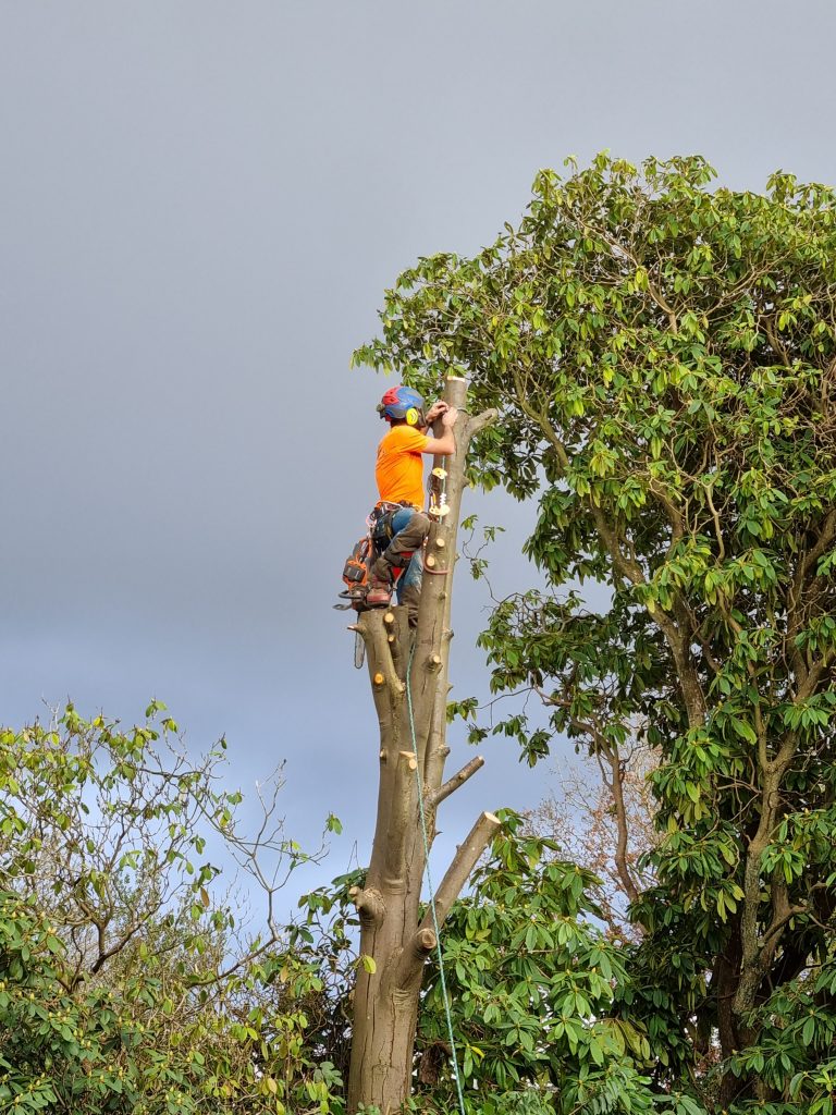 Expert tree surgeon in kent climbing tree for removal