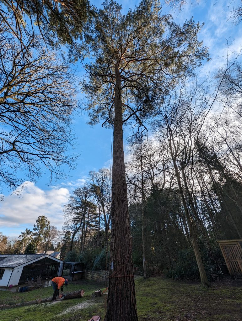 Tree Surgeon in Sevenoaks. Tree felling