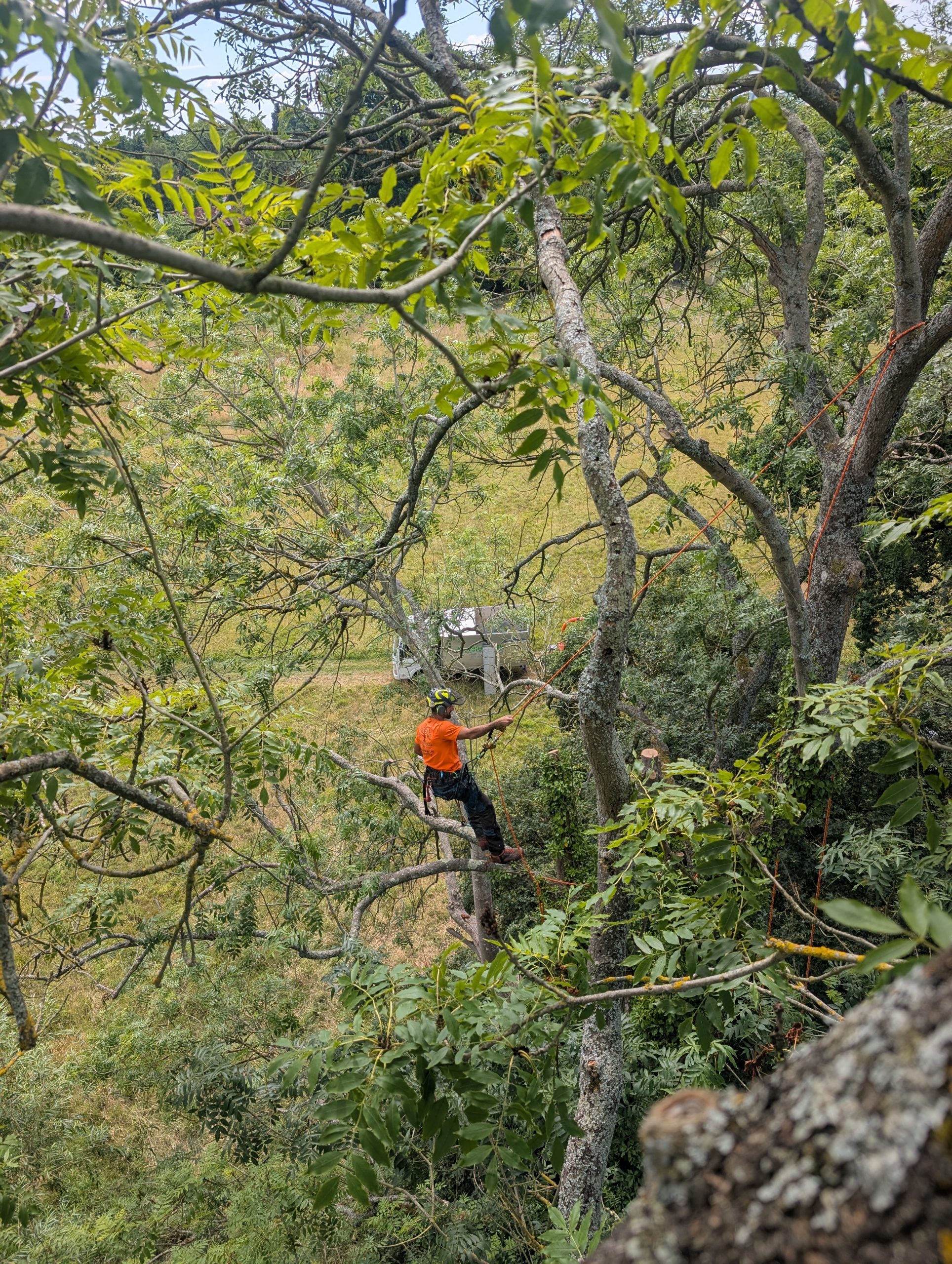 Tree surgeon in Sevenoaks