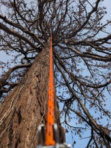 Site & Land Clearance in Kent 3 Tree surgeon in Tonbridge