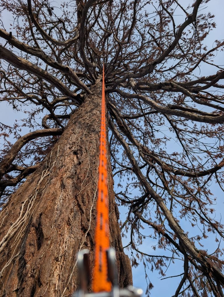 Tree surgeon in Tonbridge