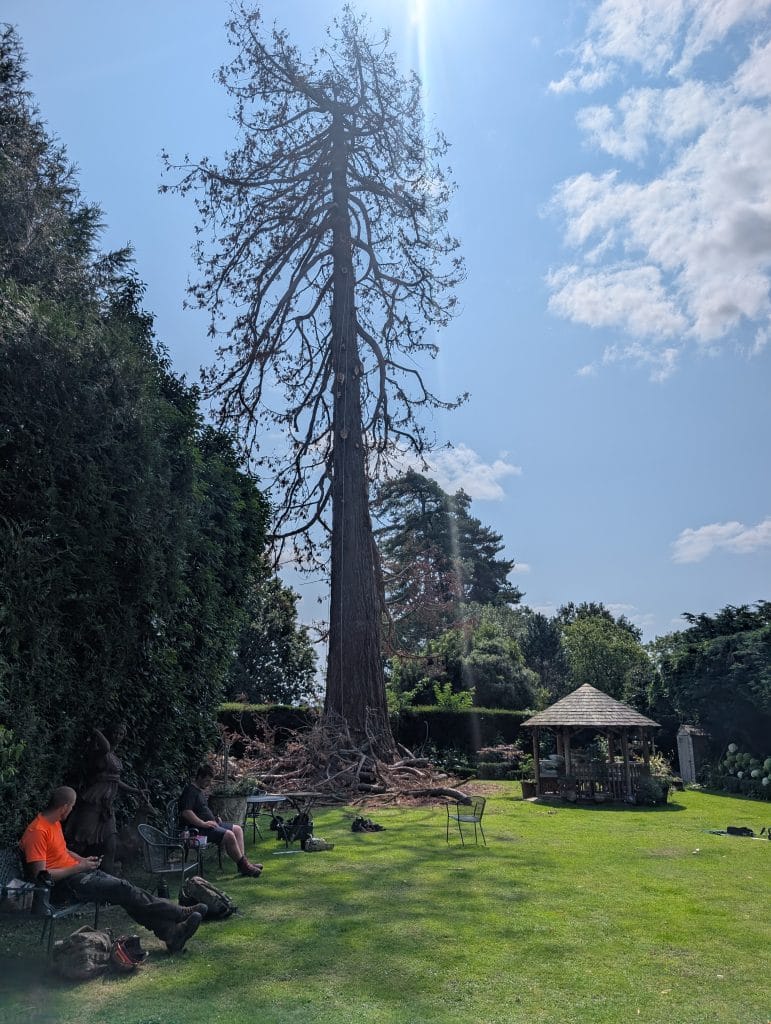 Eucalyptus Removal in Tonbridge 1 Tree surgeon in Tonbridge removal of Eucalyptus in Hadlow. Tree partially stripped of brush.