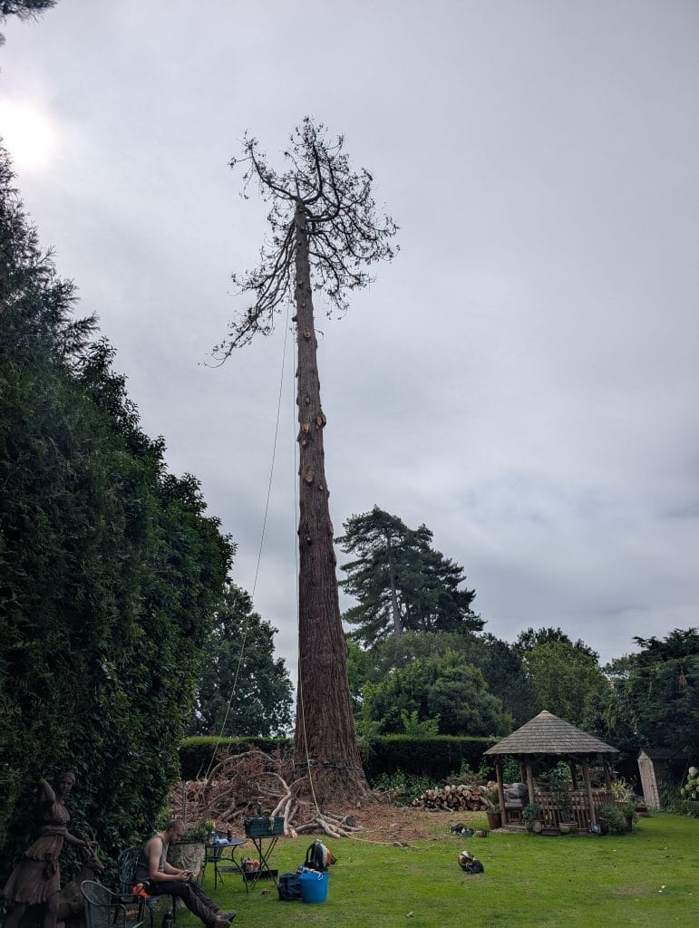Eucalyptus Removal in Tonbridge 3 Eucy Tree partially dismantled Hadlow