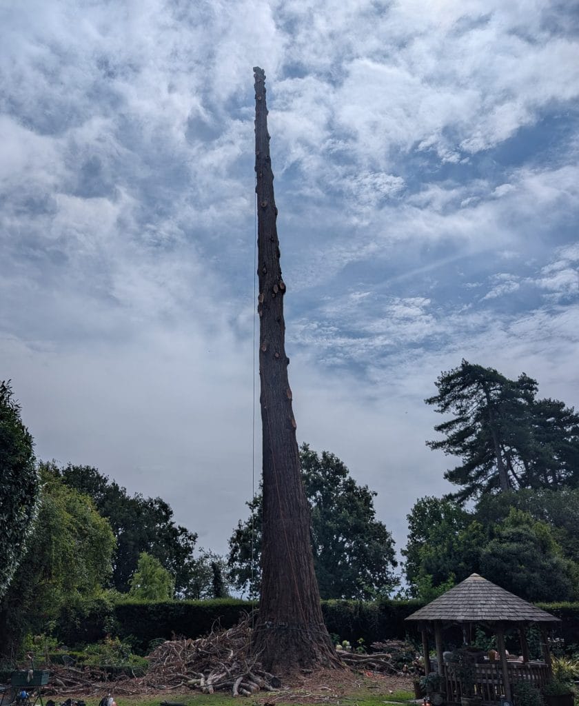 Eucalyptus Removal in Tonbridge 4 Large tree removal Tonbridge by Tree services Ltd.. Eucy pole left.
