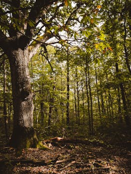 Tree surgeon in Tonbridge. professional tree surgeon