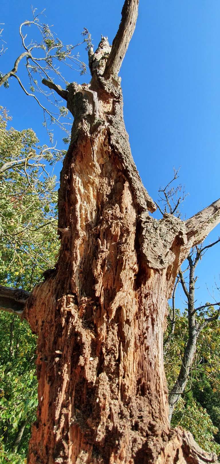 Dead diseased tree in kent