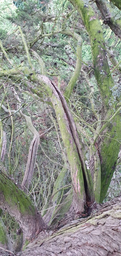 Deadwooding Tree Kent. Tree services ltd