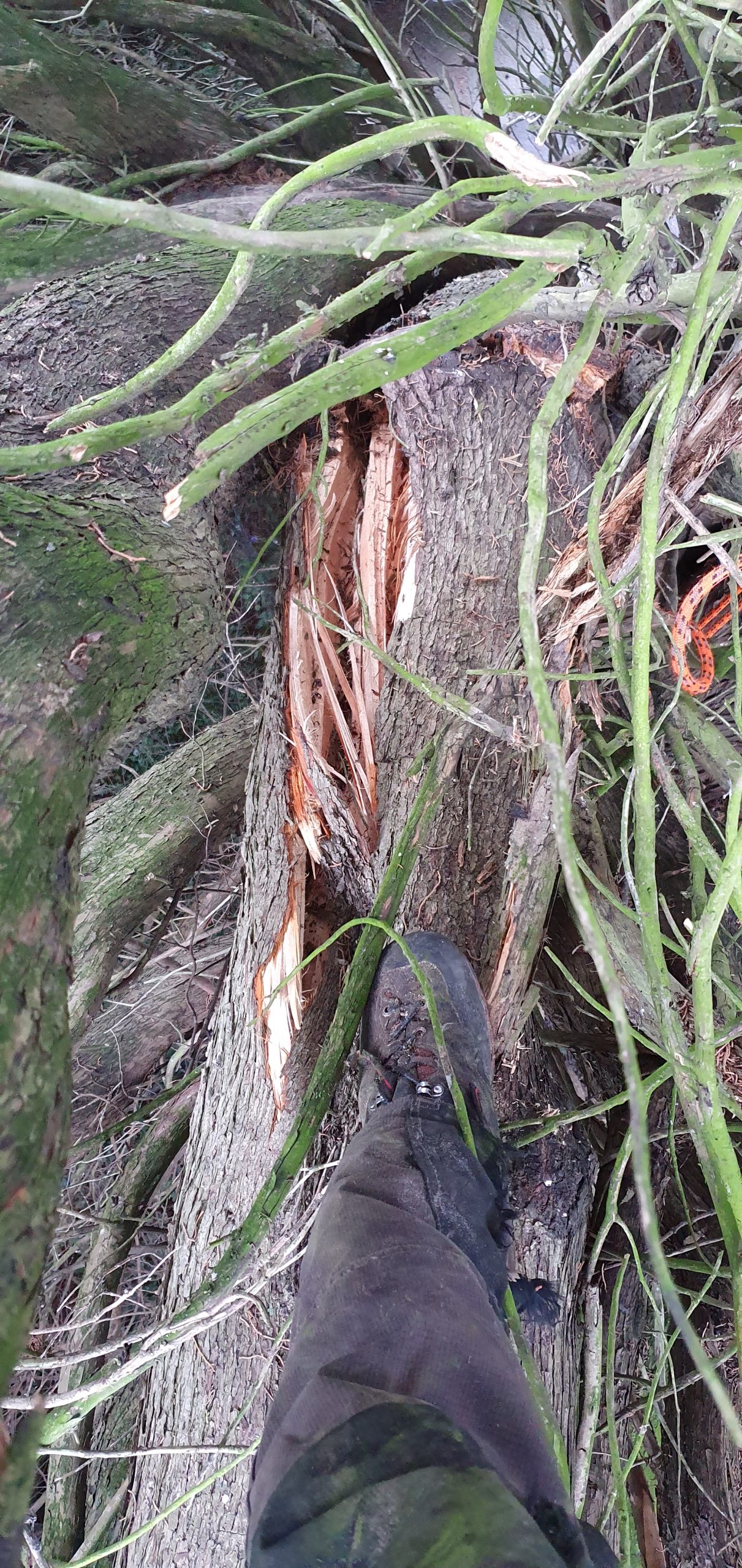 Professional tree surgeon. Split branches removed for safety.