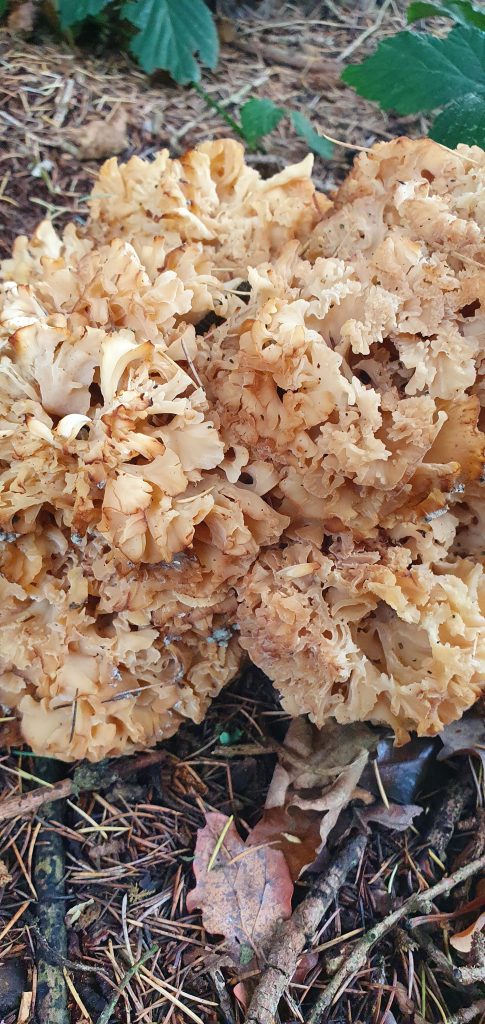 Fungus on oak Tree