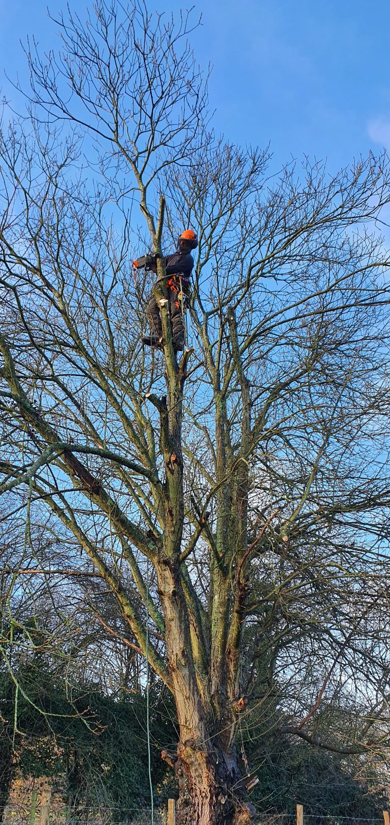 Tree Surgeons in Kent. Tree Surgeon in Kent. Tree Services ltd.