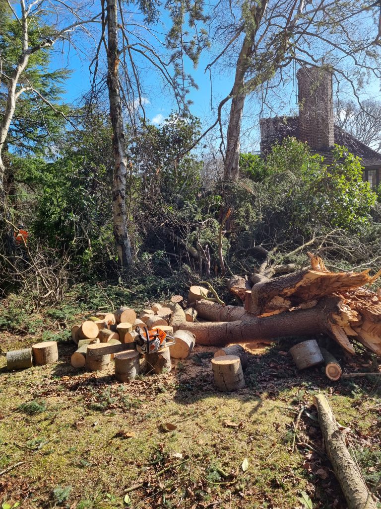 Firewood in Kent. Tree services lrd. Tree surgeon