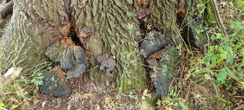 7 Signs Your Trees Need a Professional Tree Surgeon This Summer 2 Giant Polypore at tree base.