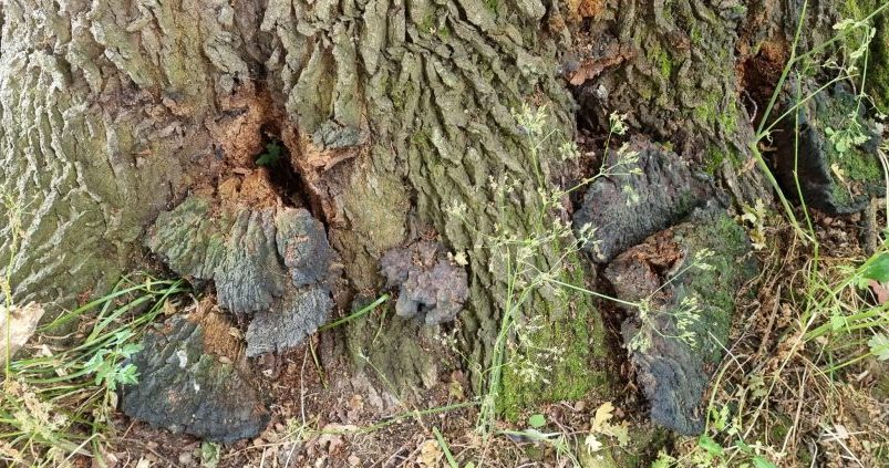 Giant Polypore at tree base.