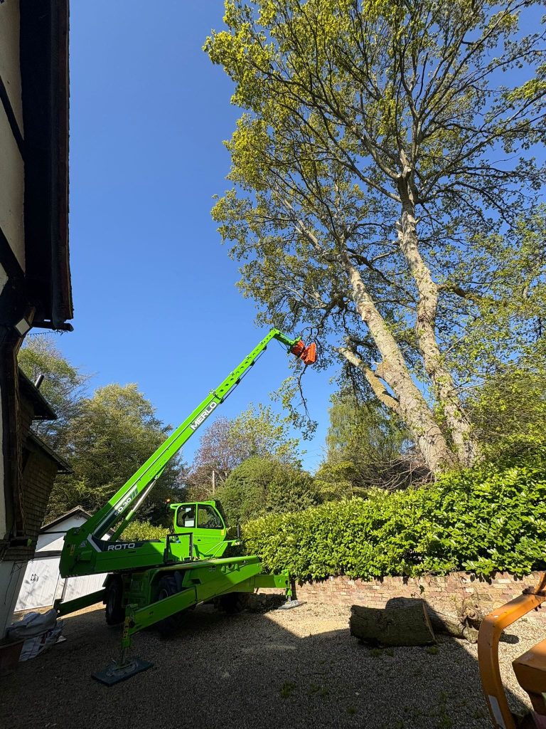 Home 5 Tree removal in Tonbridge, Kent. Tree services ltd.