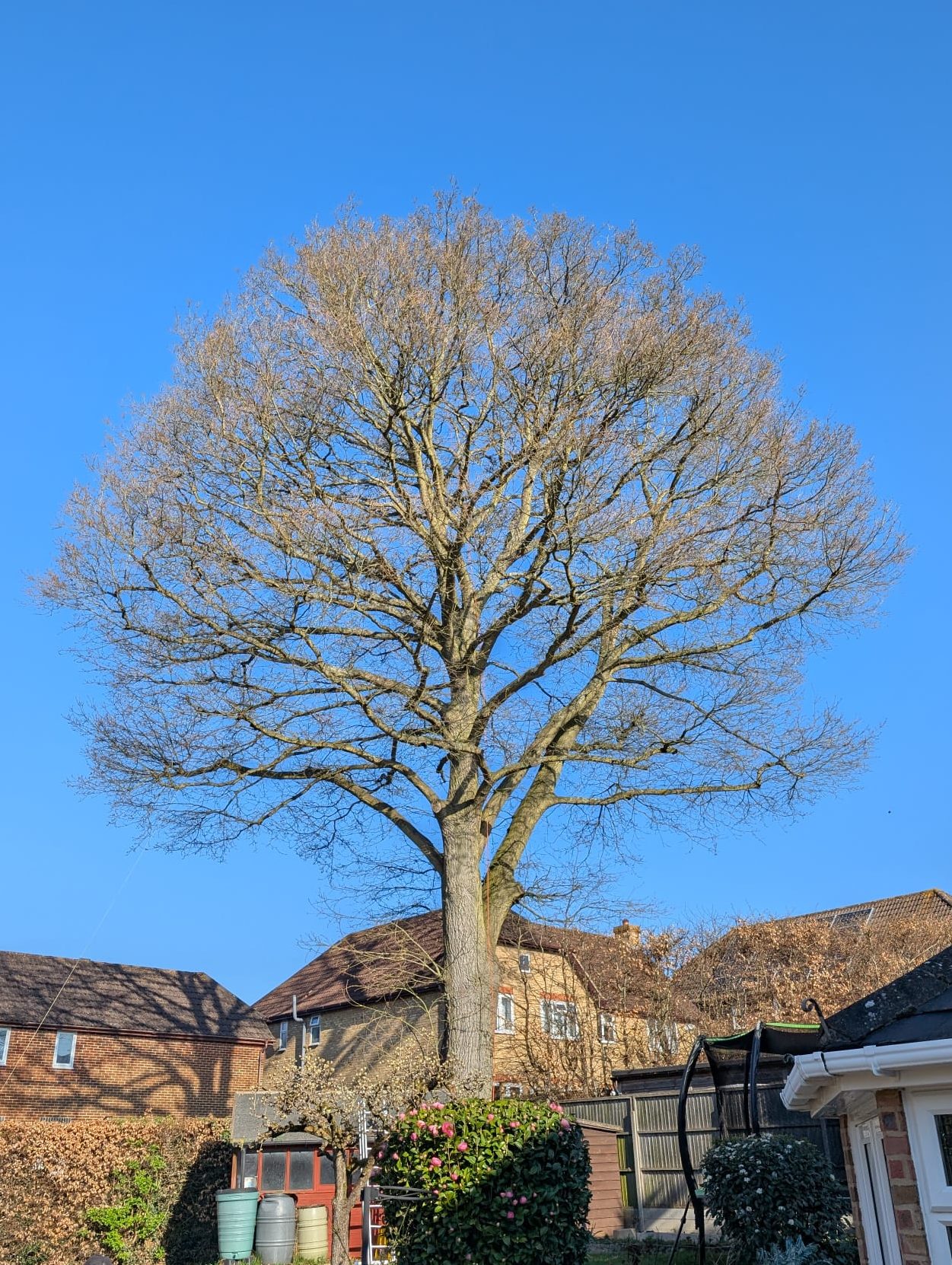 tree reduction in sevenoaks
