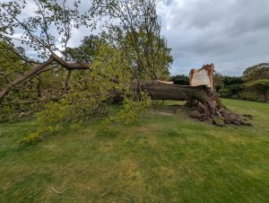 Emergency Tree work in Kent. Professional Tree surgeon.