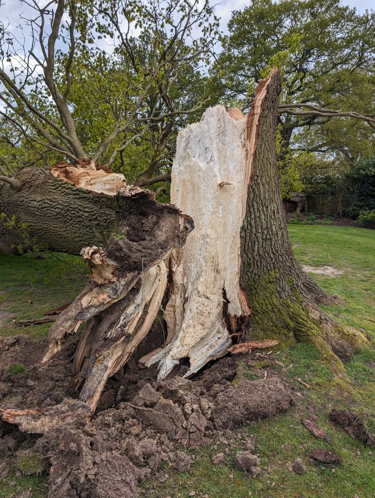 Emergency Tree felling. Diseased Tree in Kent