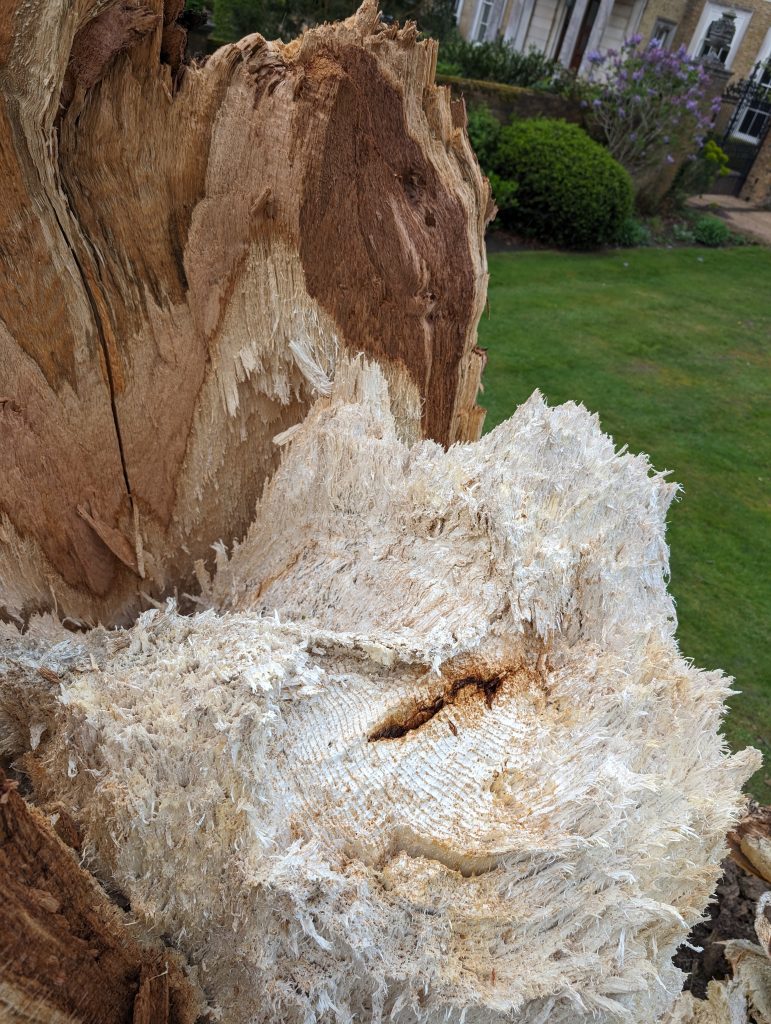Tree fungus on oak