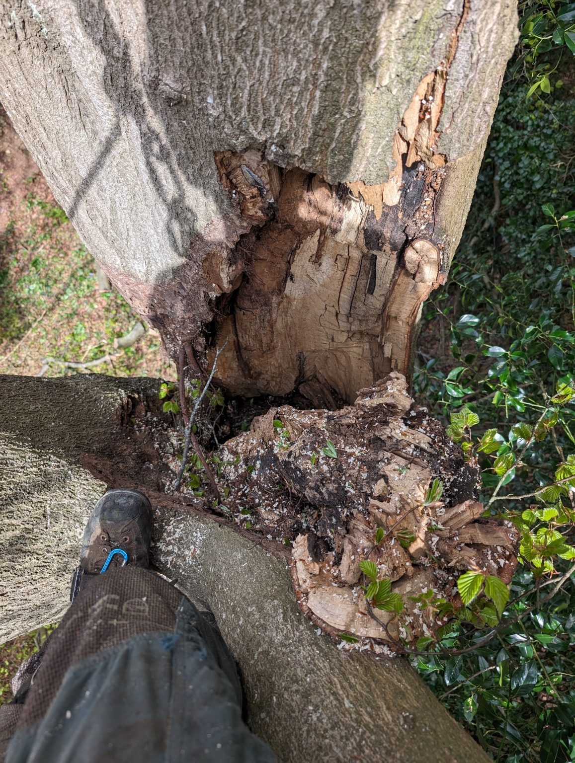 Dangerous tree in kent. Tree Services.