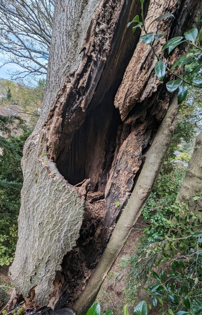 Unsafe Tree in Kent. Tree services ltd