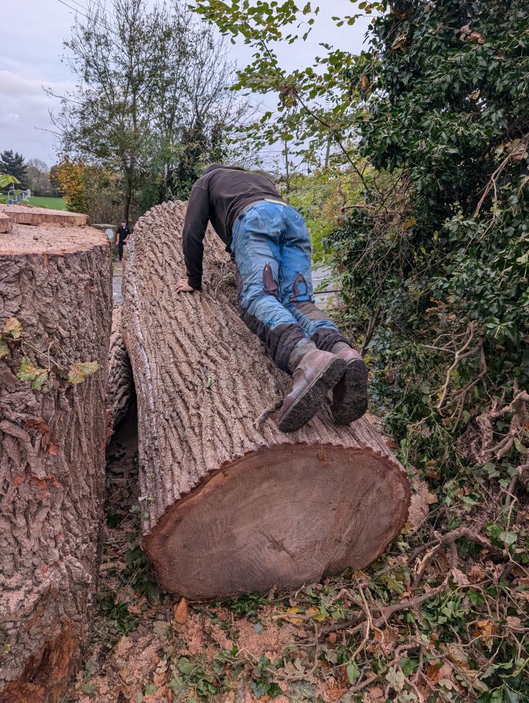 Firewood. Logs. Kindling. Tree Services ltd. Tree surgeon in Kent