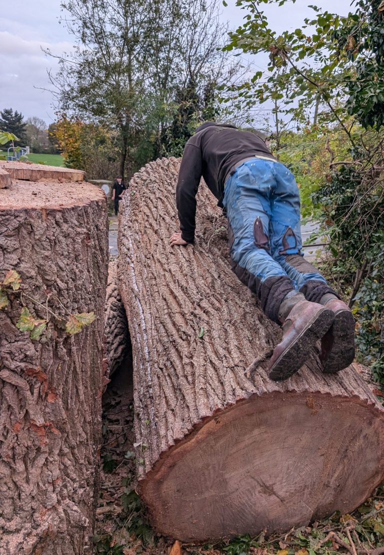 Firewood. Logs. Kindling. Tree Services ltd. Tree surgeon in Kent