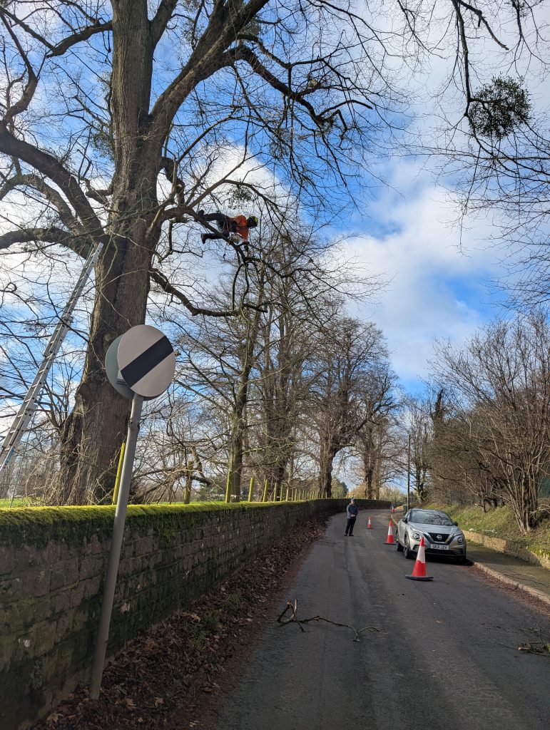 7 Signs Your Trees Need a Professional Tree Surgeon This Summer 7 7 Signs Your Trees Need a Professional Tree Surgeon This Summer 6