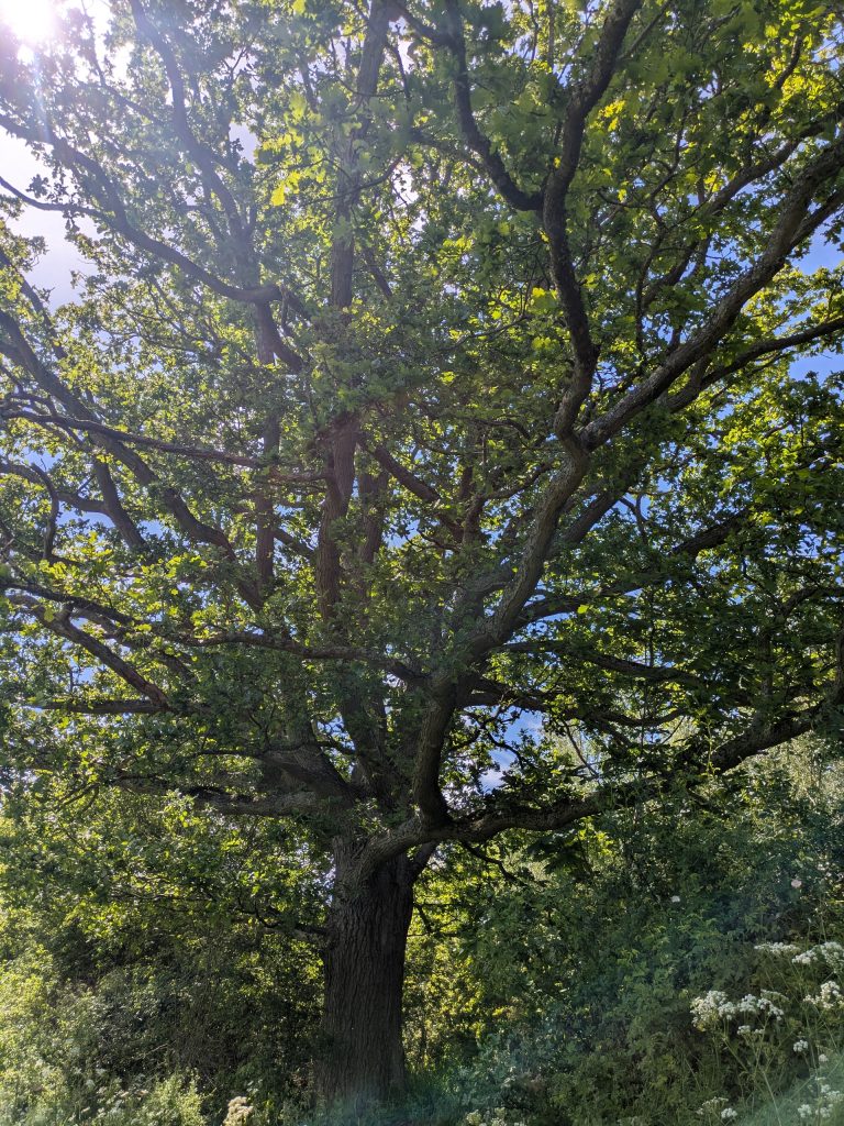 professional Tree Surgery in Gravesend.