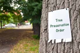 Tree Work in Kent Conservation Areas & TPOs: What Homeowners Need to Know 4 Tree Work in Kent Conservation Areas & TPOs: What Homeowners Need to Know 3