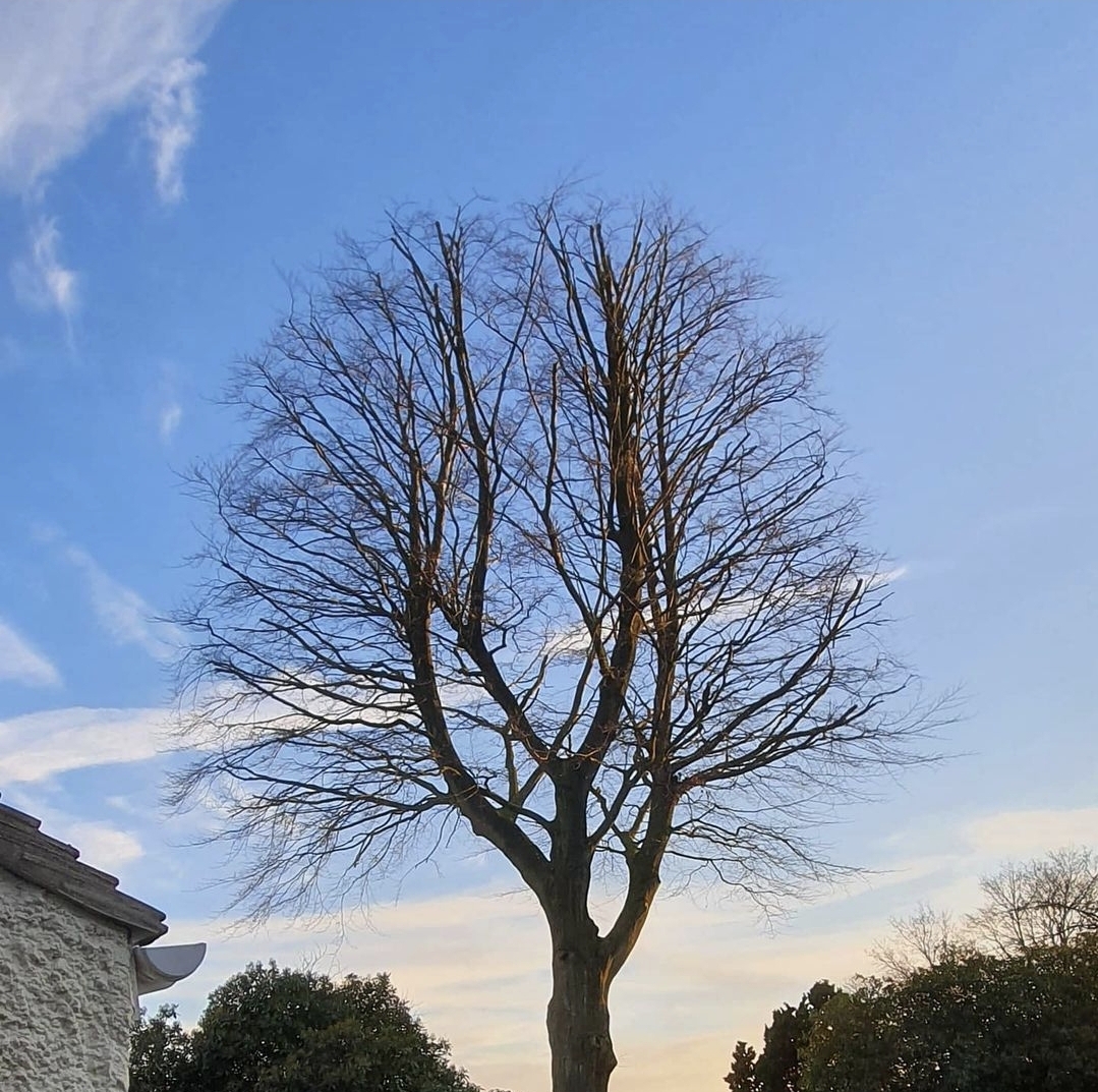 Tree Surgery in Kent. Tree surgeons