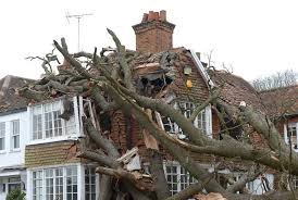How much does Tree Surgery cost in the UK? (2026 Guide) 6