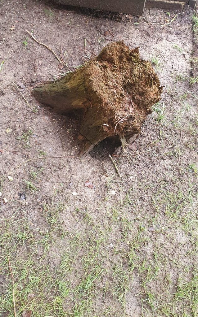 Tree Stump for Grinding out in Kent