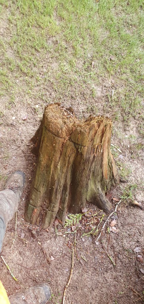 Tree stump grinding in kent. Tree Services ltd. Small stump for grinding.