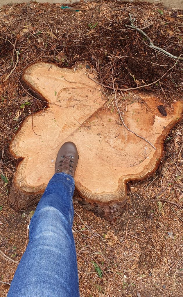 Leftover Tree Stumps? Why Summer is the Best Time for Stump Grinding 1