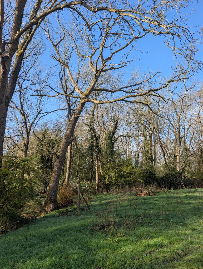 7 Signs Your Trees Need a Professional Tree Surgeon This Summer 4 Tree felled in Sevenoaks, tree services ltd