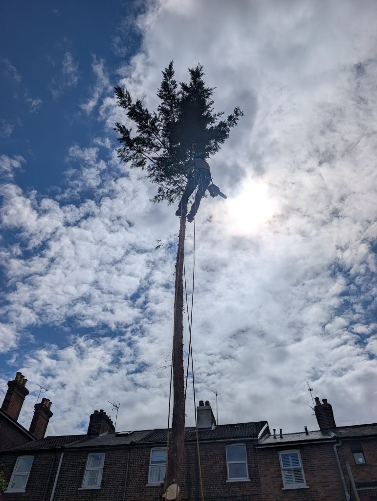 Tree removal in Kent. Professional arborist climbing pine tree