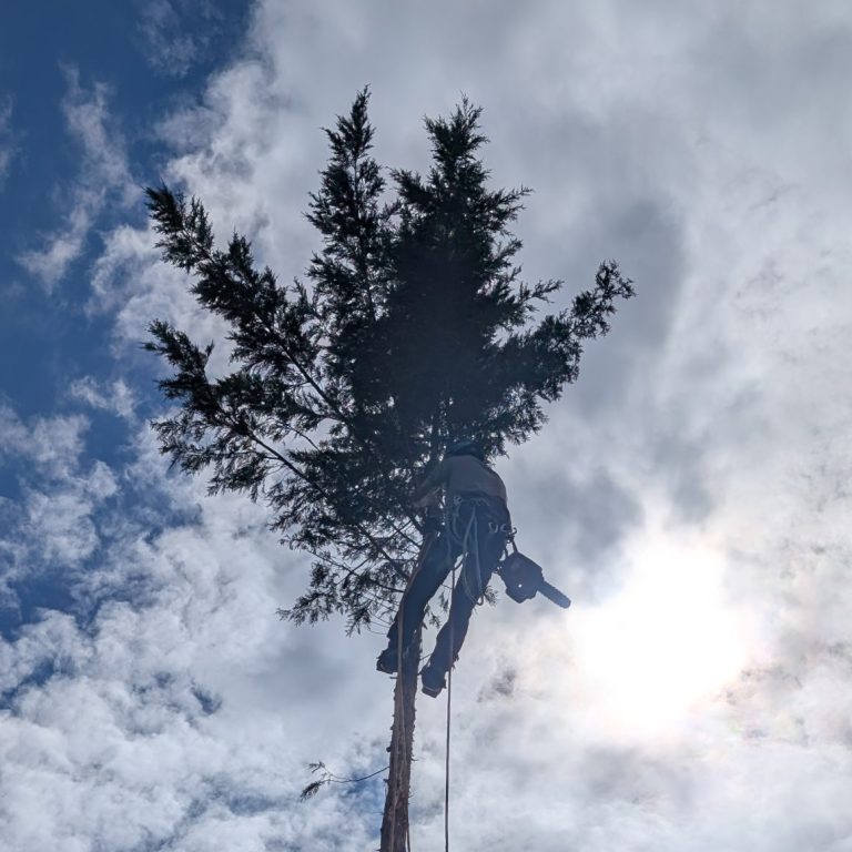 Tree removal in Kent Conifer removal by Tree Services ltd.