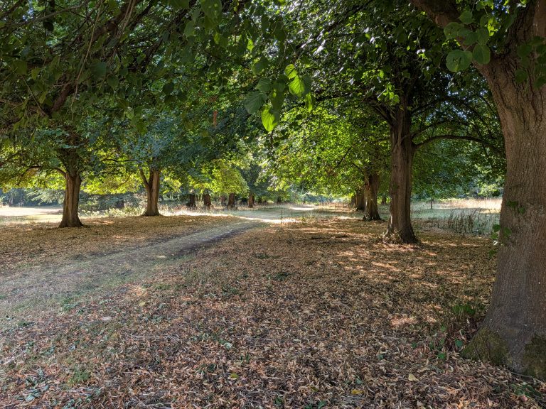 Lime trees lifted in cobham by Tree Services ltd