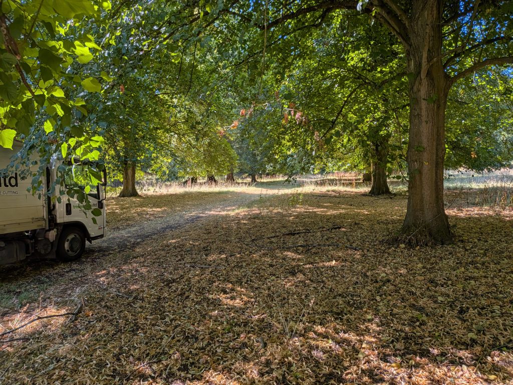 Tree Services Ltd at Cobham Hall, Gravesend Kent 17 Tree Services Ltd at Cobham Hall, Gravesend Kent 16