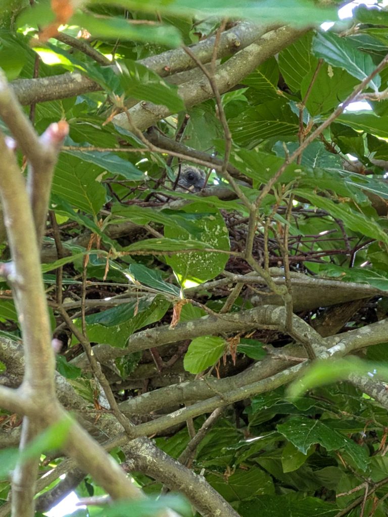 Tree Pruning Calendar: The Tree Surgeon's Guide to When (and How) to Prune 1 Bird nesting in Hedgerow meaning work must wait until later in the year.