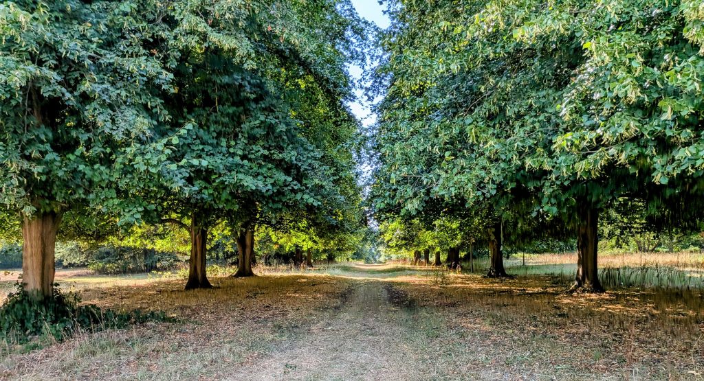 Tree Services Ltd at Cobham Hall, Gravesend Kent 15 Tree Services Ltd at Cobham Hall, Gravesend Kent 14