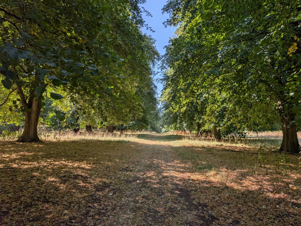 Tree Services Ltd at Cobham Hall, Gravesend Kent 13 Tree Services Ltd at Cobham Hall, Gravesend Kent 12