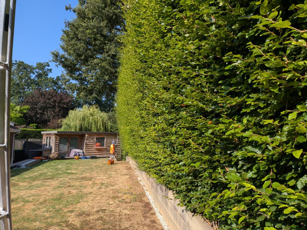 Hedge Trimming in Tonbridge, Kent 3 Hedge Trimming in Tonbridge, Kent 2