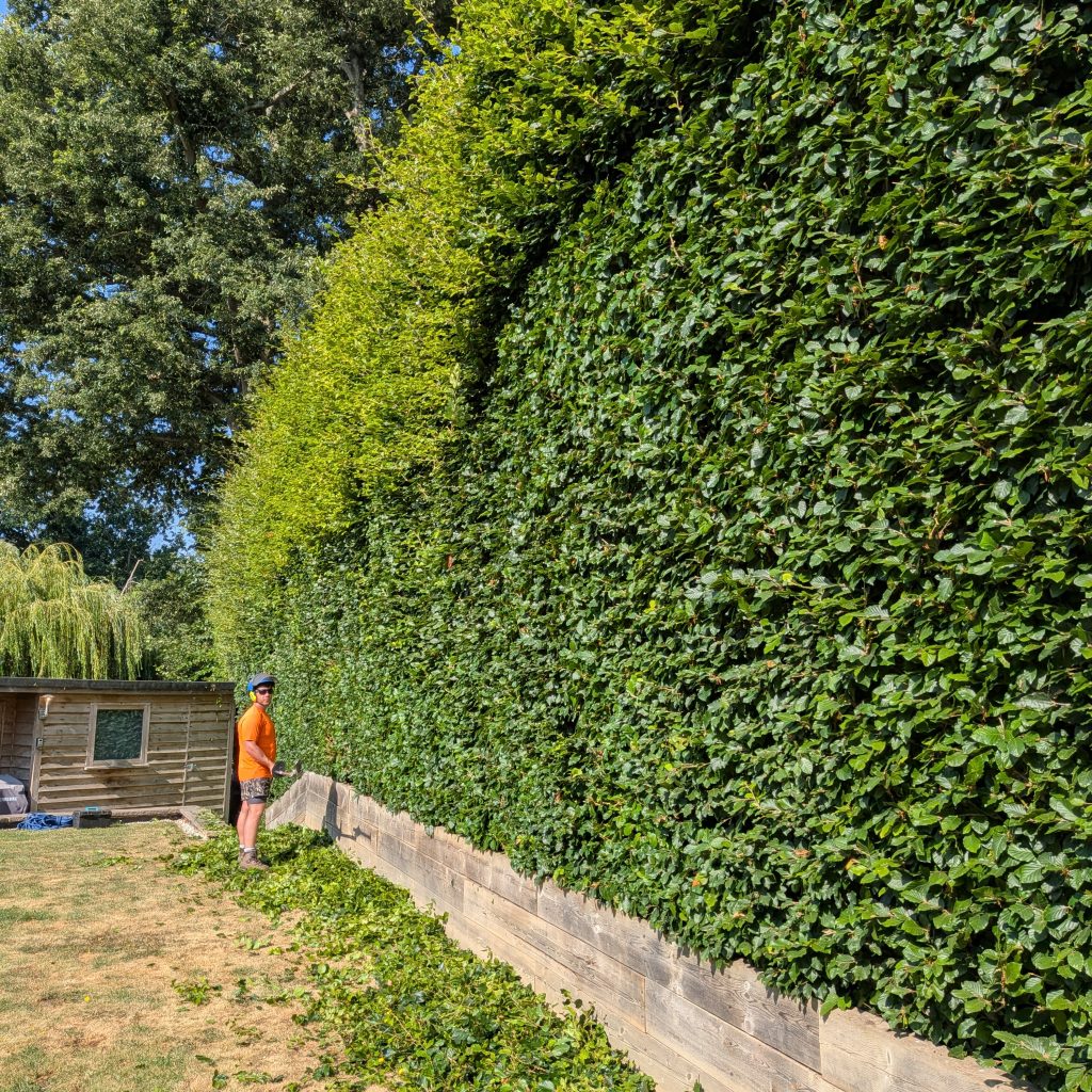 Hedge Trimming in Tonbridge, Kent 5 Hedge Trimming in Tonbridge, Kent 4