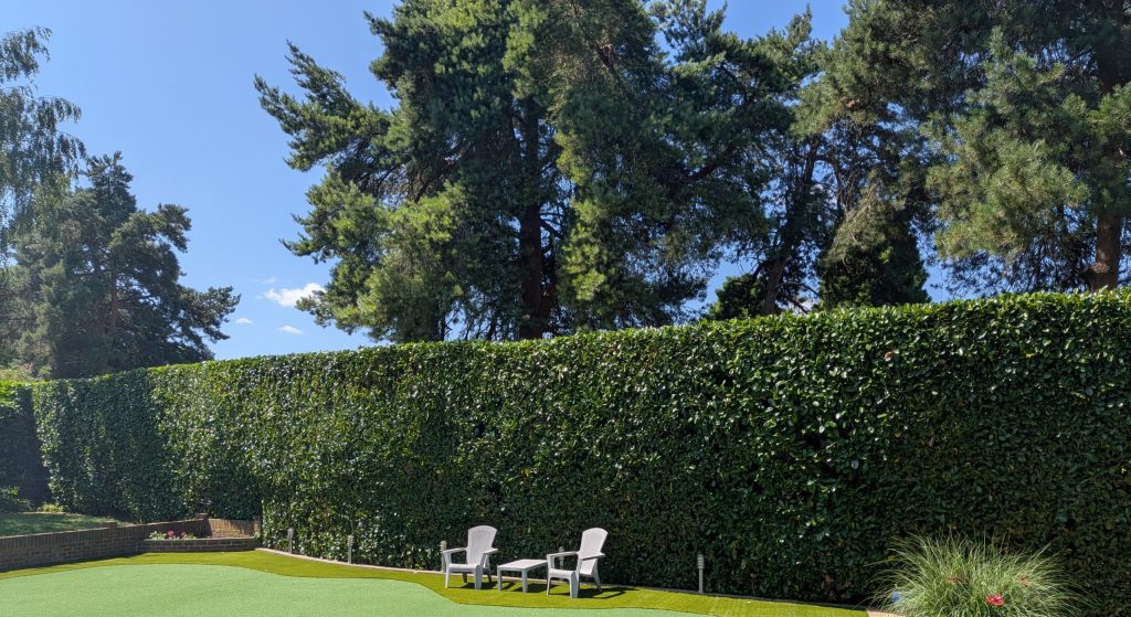 Laurel Hedge Maintenance in Sevenoaks 1
